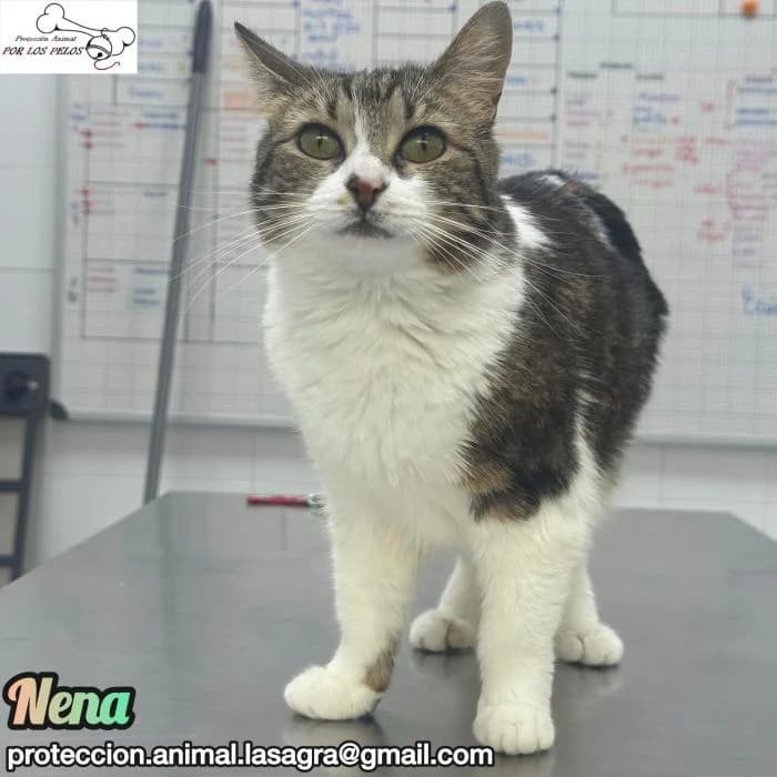 Nena, European Shorthair (Protectora por los pelos)