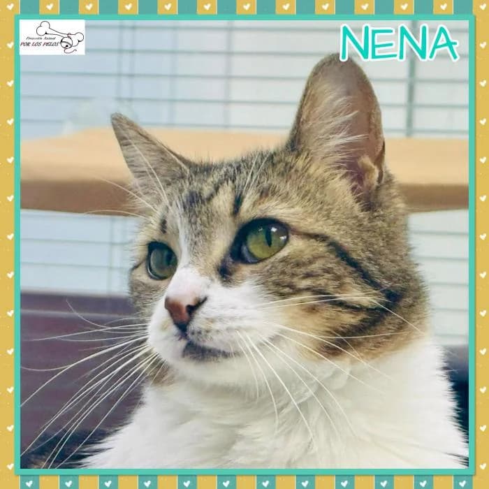 Nena, female European Shorthair for adoption at Protectora por los pelos