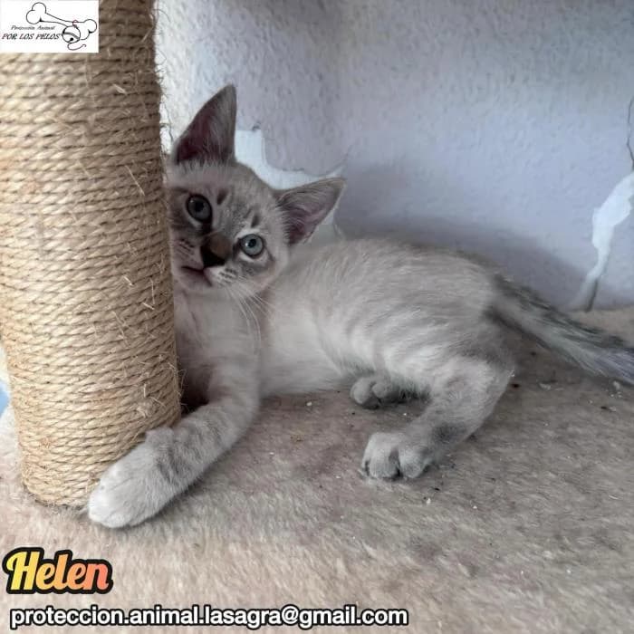 Helen, female mixed breed for adoption at Protectora por los pelos