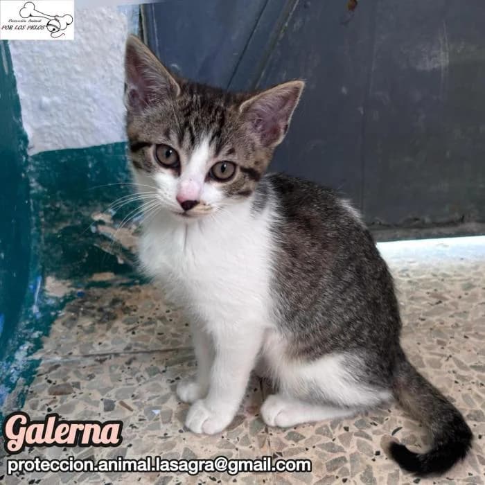 Galerna, female European Shorthair for adoption at Protectora por los pelos