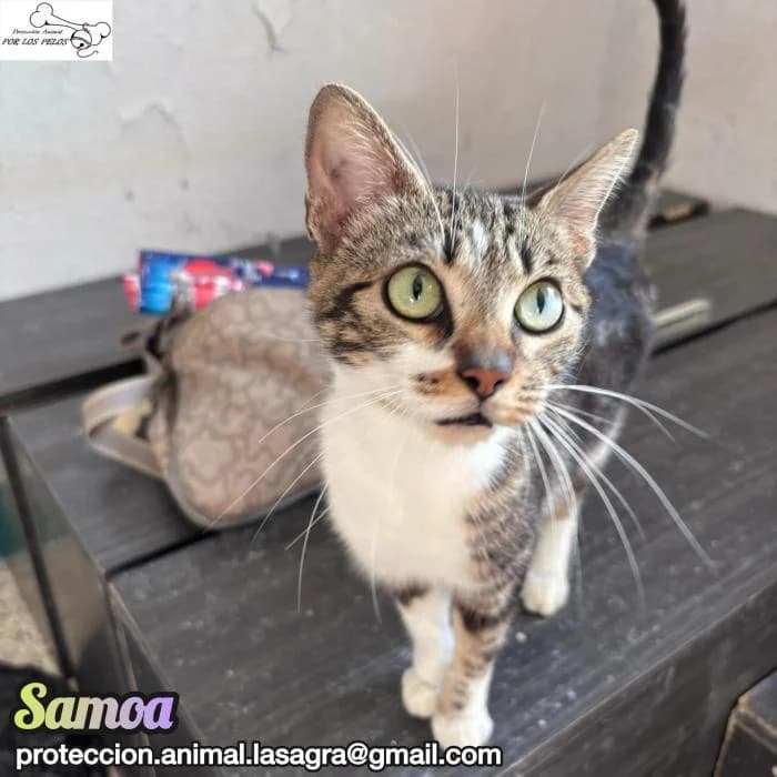 Samoa, female European Shorthair for adoption at Protectora por los pelos