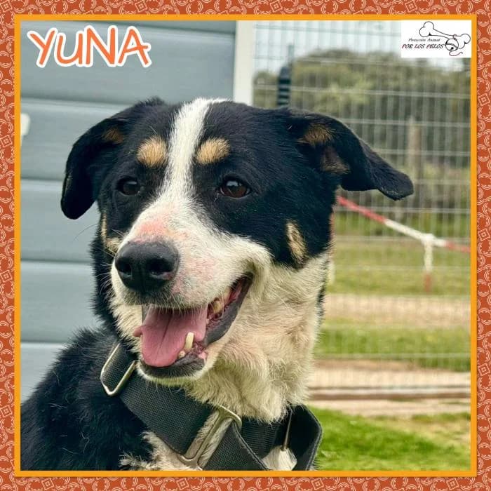 Yuna, female Mixed Breed for adoption at Protectora por los pelos