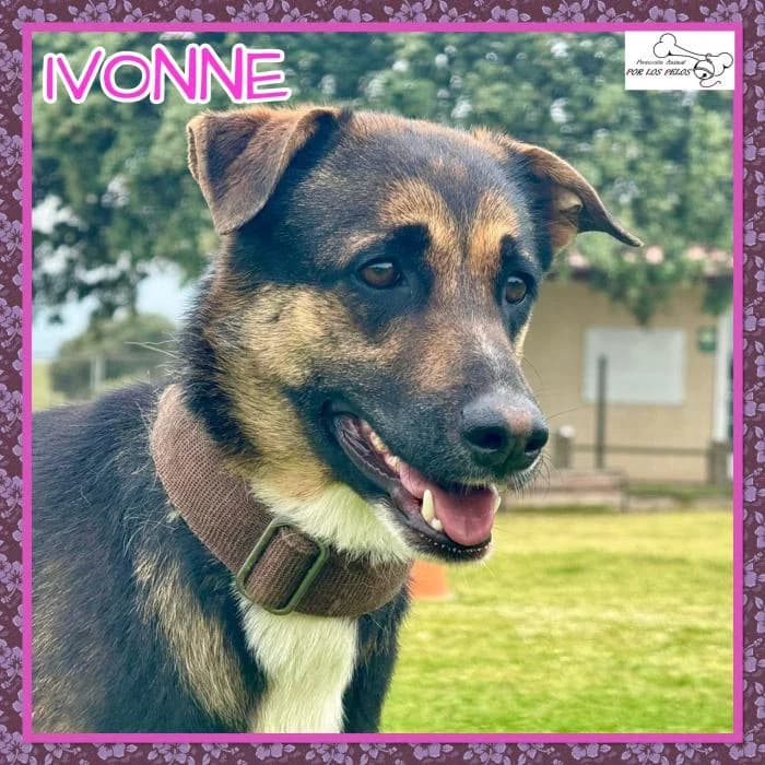 Ivonne, female Mixed Breed for adoption at Protectora por los pelos