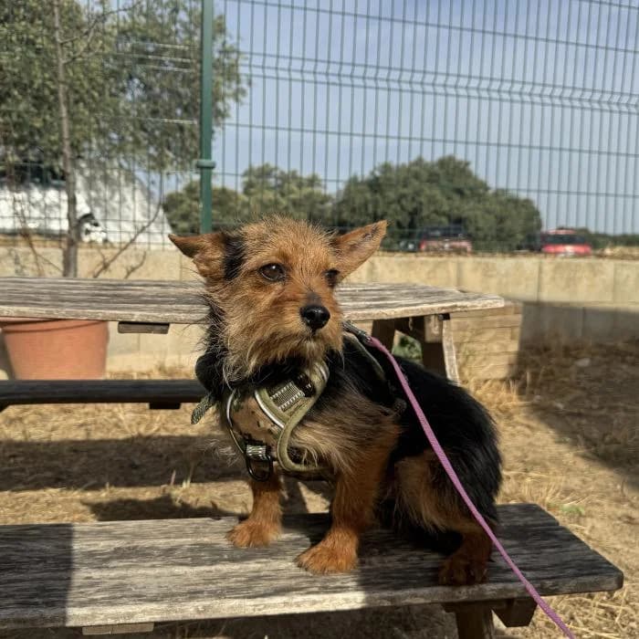 Puchi, male Yorkshire Terrier for adoption at Protectora por los pelos