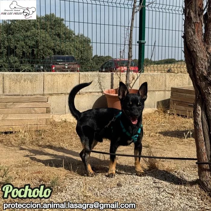 Pocholo, male Chihuahua for adoption at Protectora por los pelos