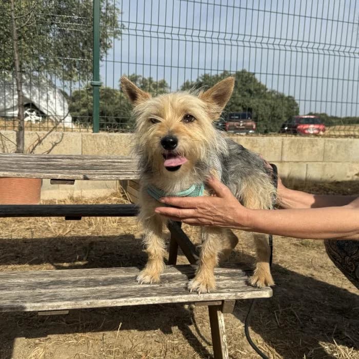 Moki, male Yorkshire Terrier for adoption at Protectora por los pelos