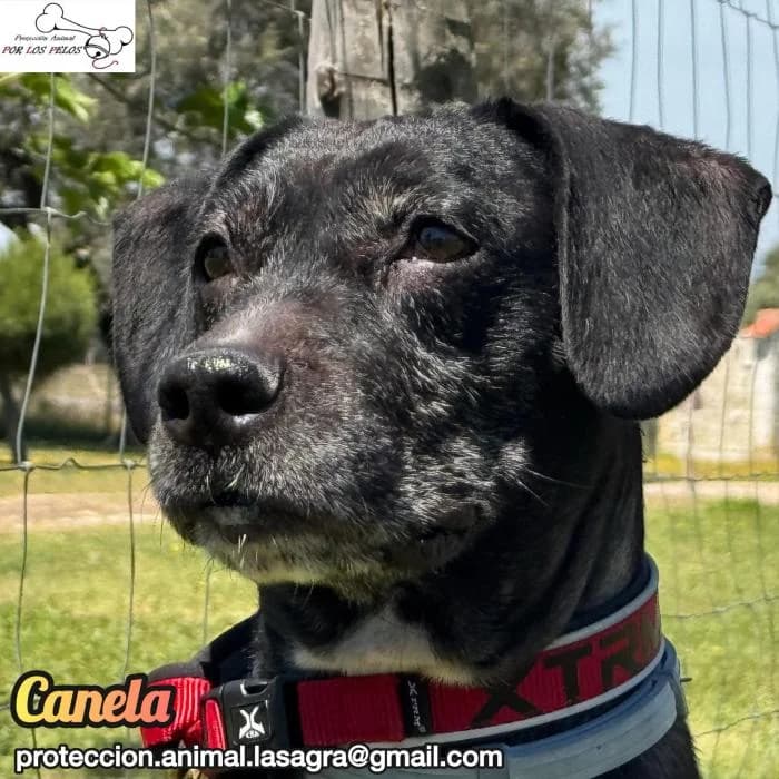 Canela, female mixed breed for adoption at Protectora por los pelos