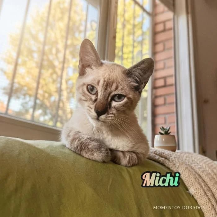 Michi, male mixed breed for adoption at Protectora por los pelos