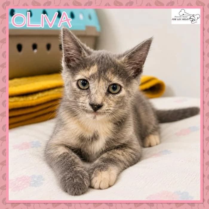 Oliva, female European Shorthair for adoption at Protectora por los pelos