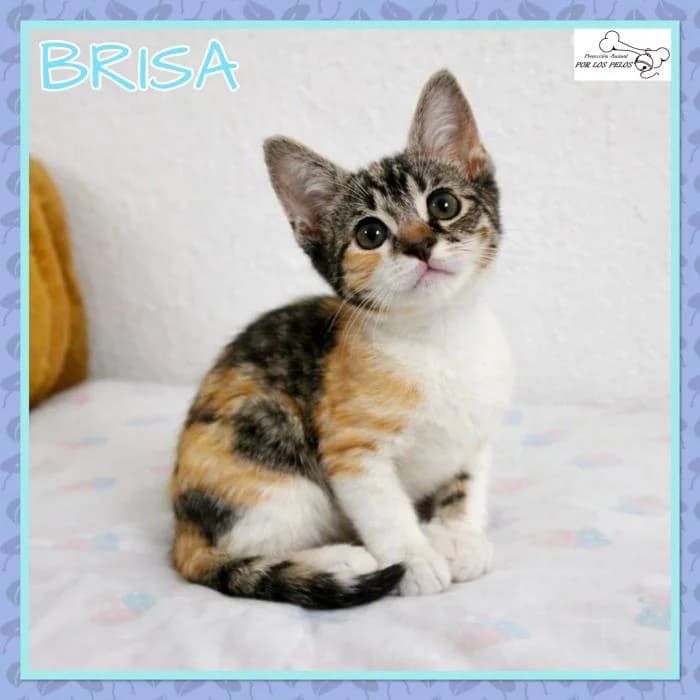 Brisa, European Shorthair (Protectora por los pelos)