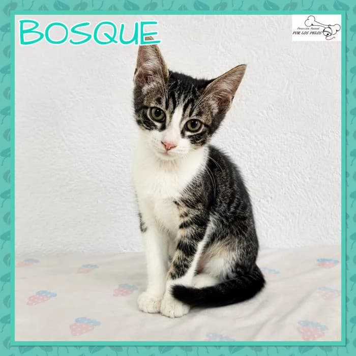 Bosque, European Shorthair (Protectora por los pelos)