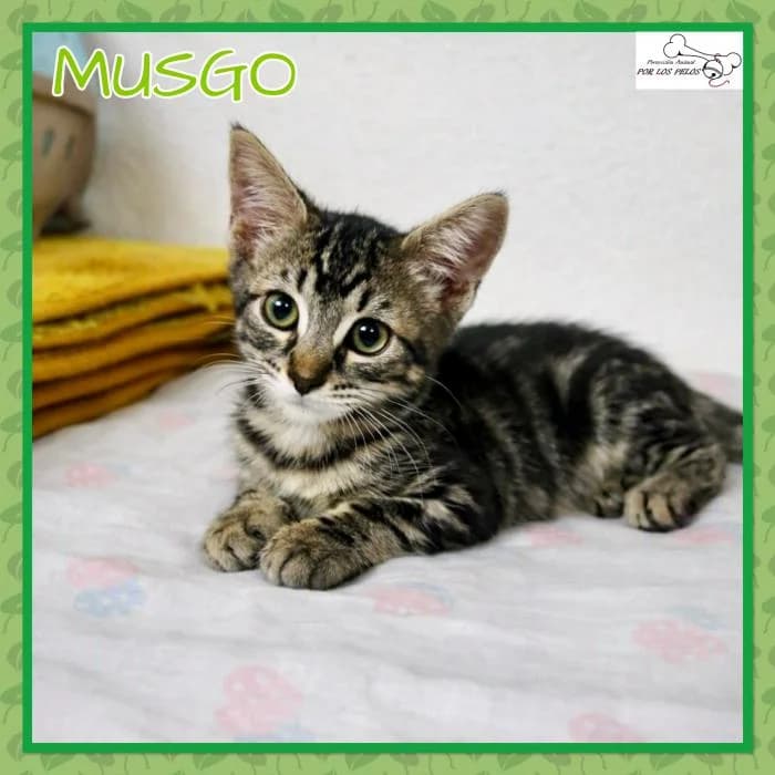 Musgo, European Shorthair (Protectora por los pelos)