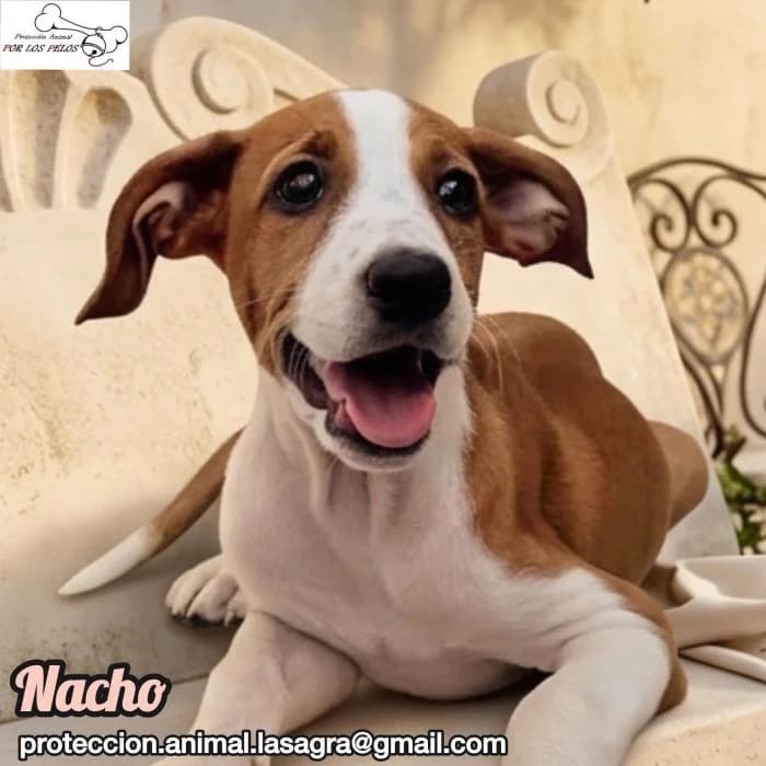 Nacho, Mixed Breed (Protectora por los pelos)
