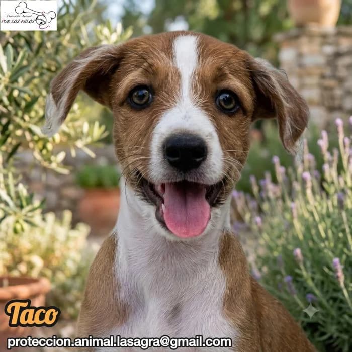 Taco, Mixed Breed (Protectora por los pelos)