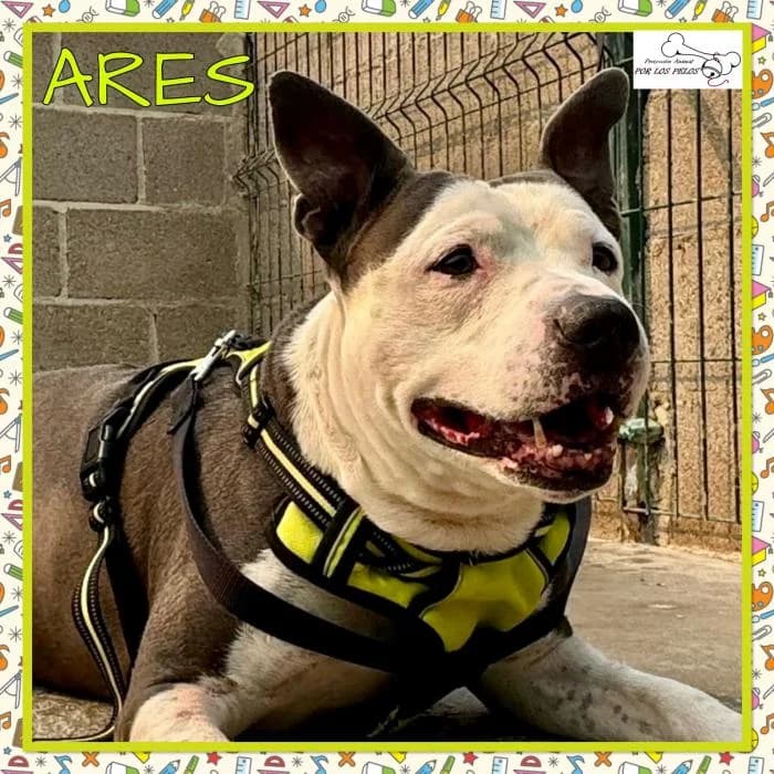 Ares, male Mixed Breed for adoption at Protectora por los pelos