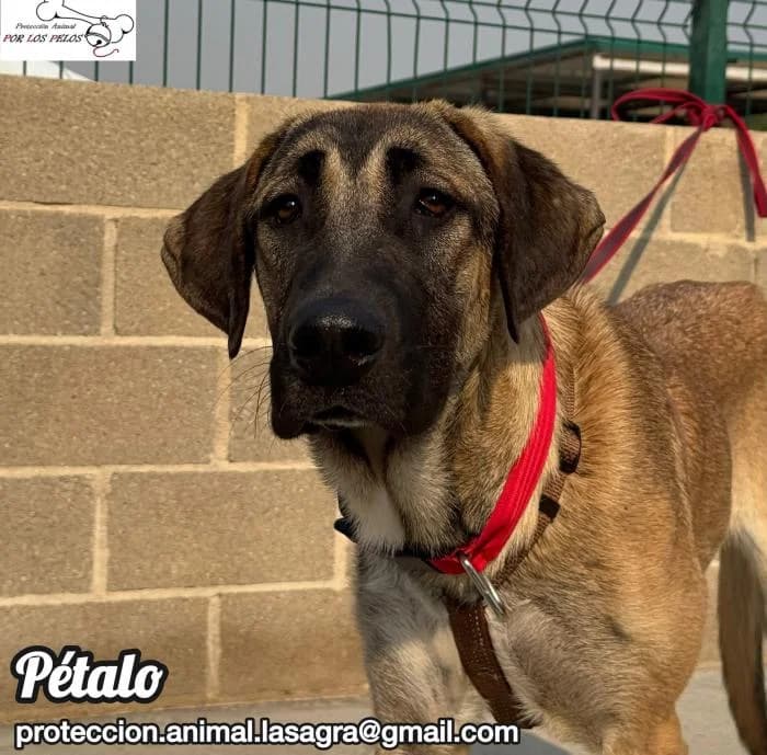 P�talo, female Mixed Breed for adoption at Protectora por los pelos