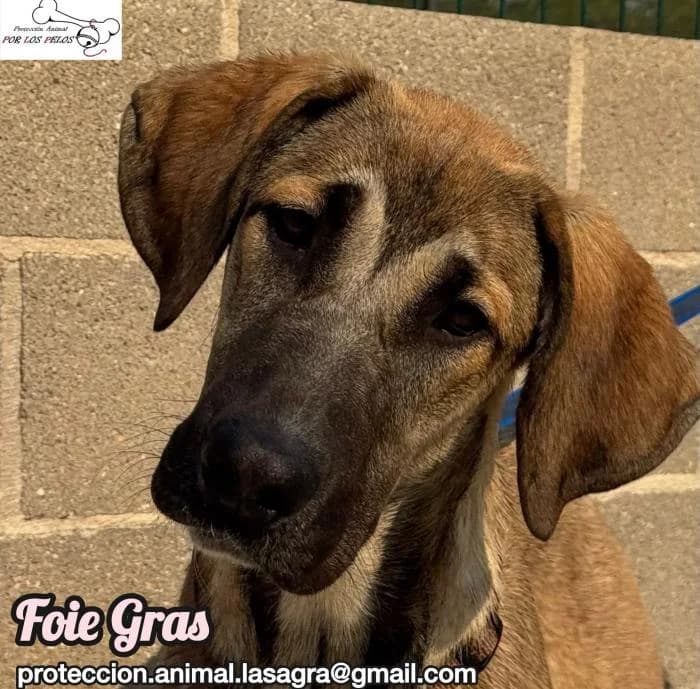 Foie Gras, female Mixed Breed for adoption at Protectora por los pelos