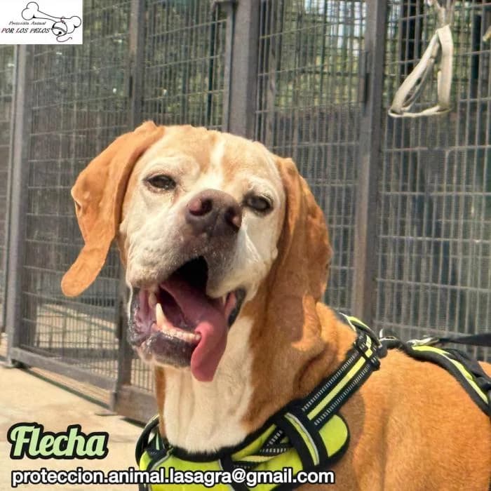 Flecha, female Mixed Breed for adoption at Protectora por los pelos