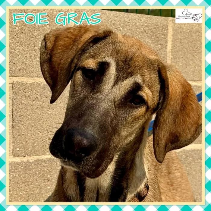 Foie Gras, female mixed breed for adoption at Protectora por los pelos