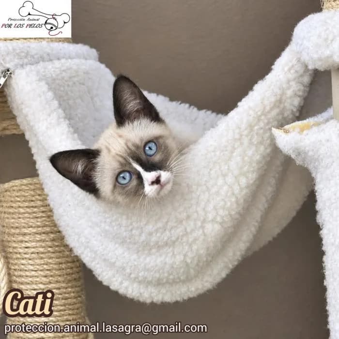 Cati, female mixed breed for adoption at Protectora por los pelos
