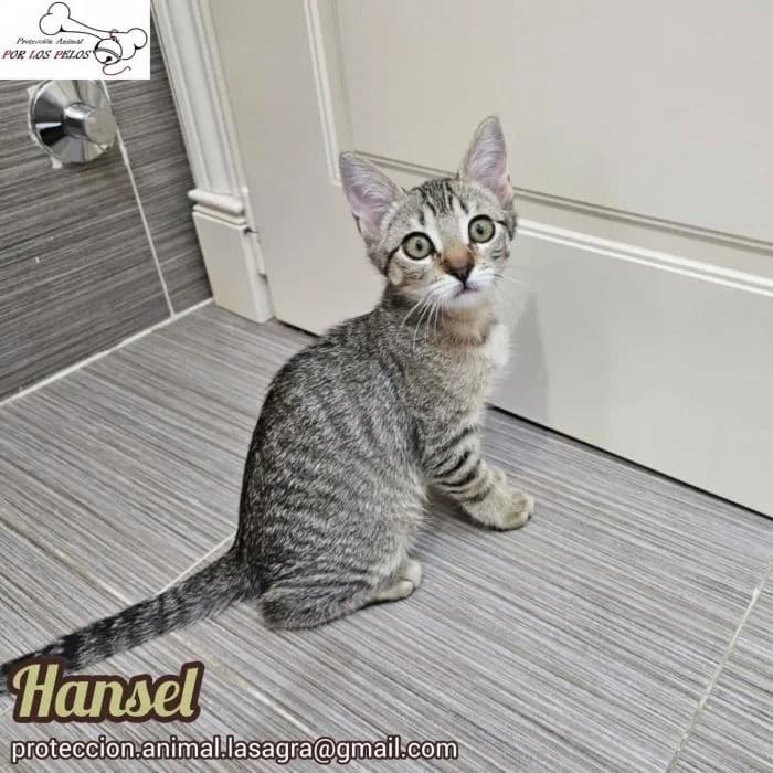 Hansel, male European Shorthair for adoption at Protectora por los pelos