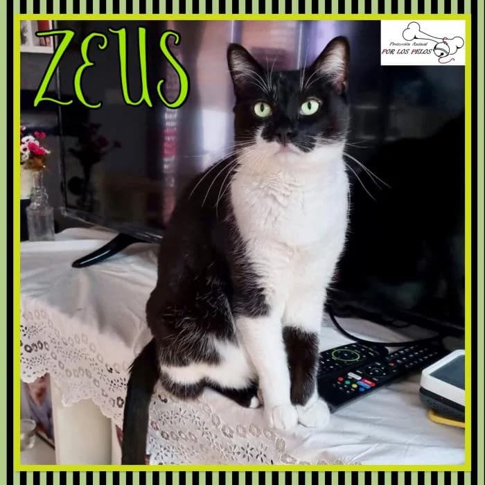 Zeus, male European Shorthair for adoption at Protectora por los pelos