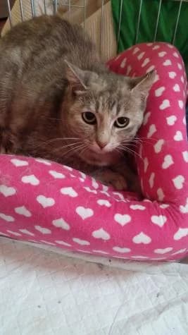 Aura, female European Shorthair for adoption at Protectora por los pelos