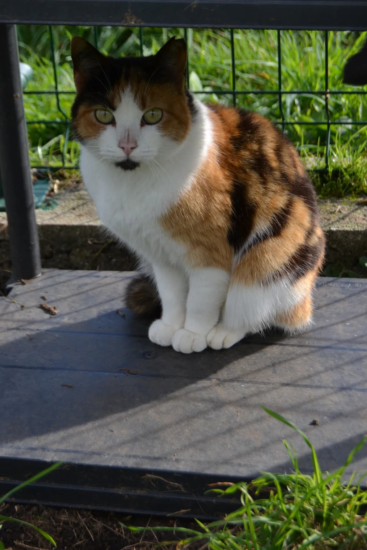 Triki, female Mixed Breed for adoption at Proyecto Gato