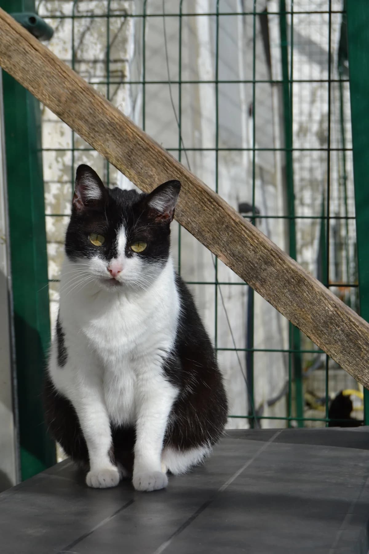 Uve, female Mixed Breed for adoption at Proyecto Gato