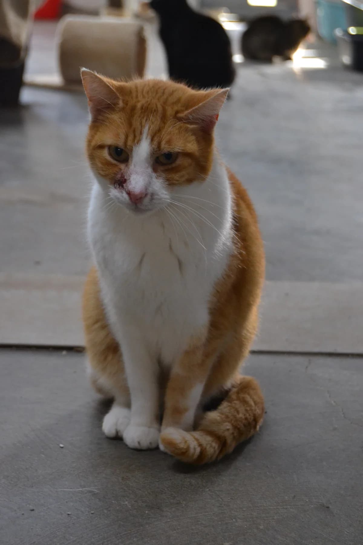 Nietzsche, male Mixed Breed for adoption at Proyecto Gato
