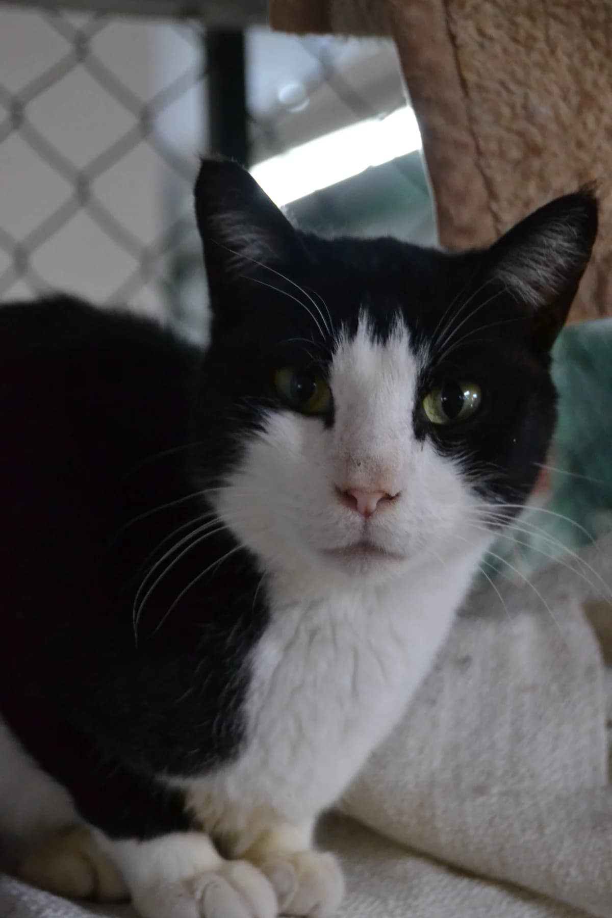 Casero, male Mixed Breed for adoption at Proyecto Gato