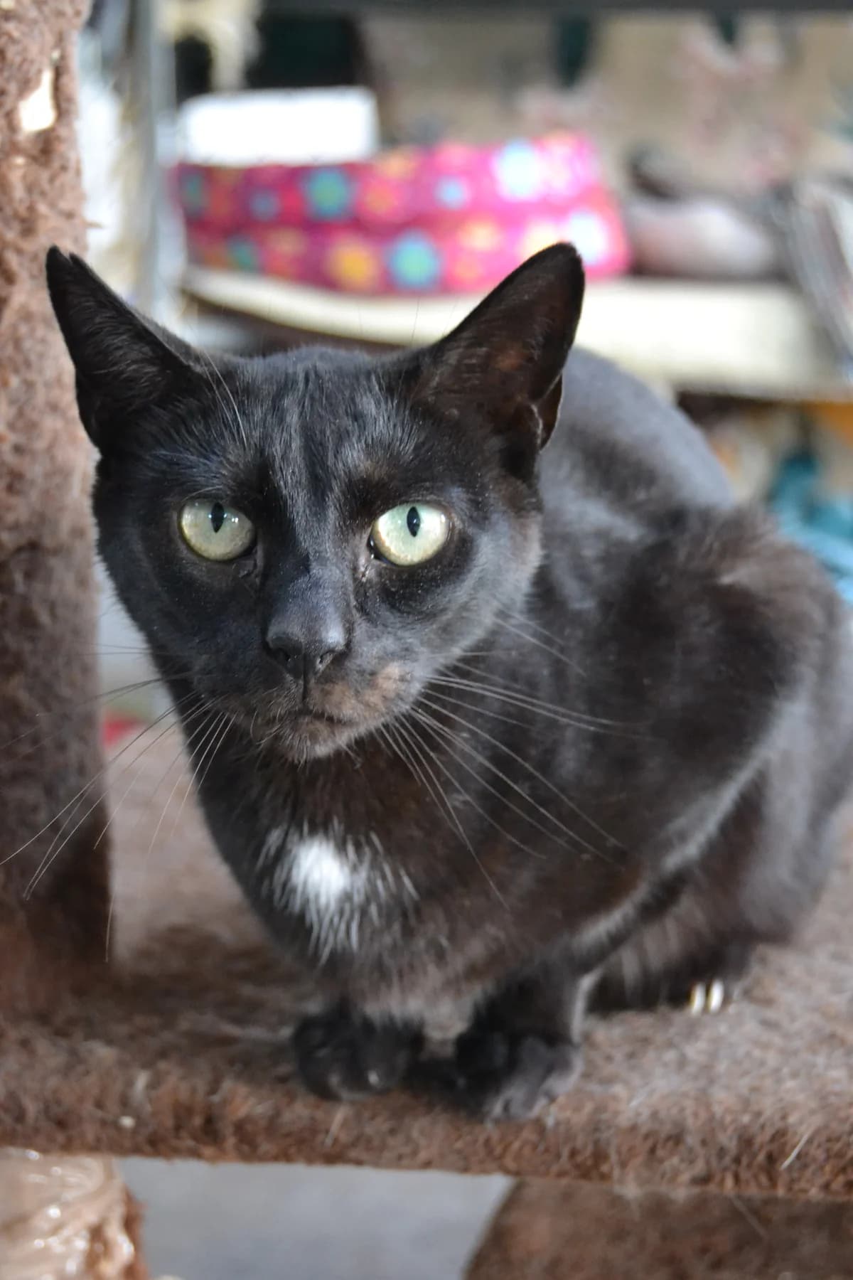 Frodo, male Mixed Breed for adoption at Proyecto Gato