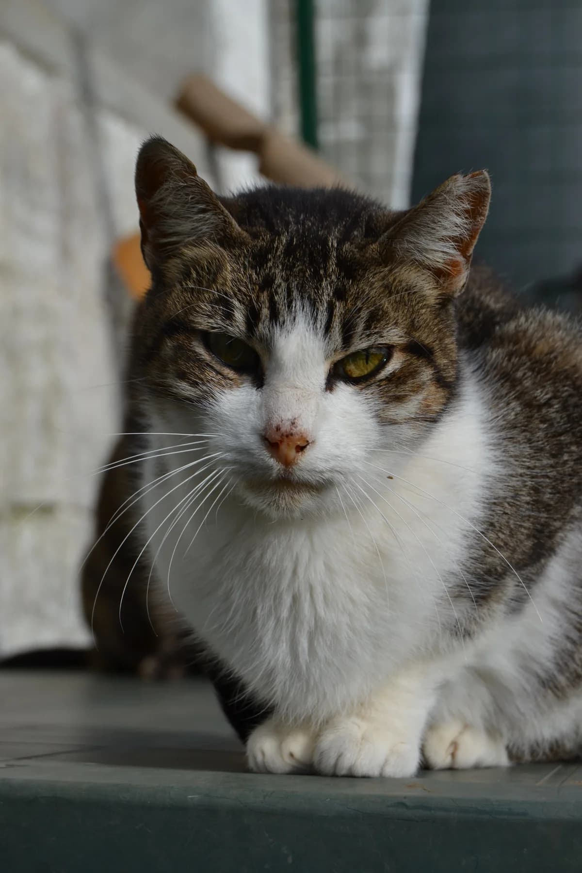 Telma, female Mixed Breed for adoption at Proyecto Gato