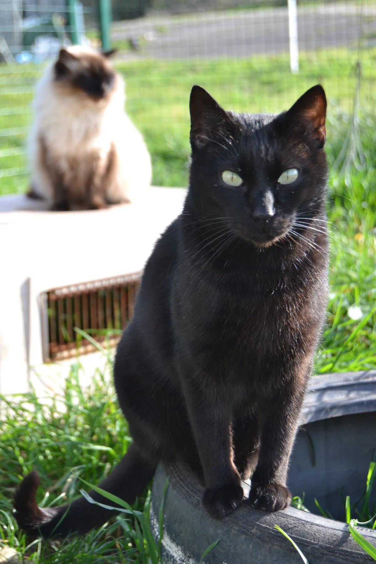 Sebas, male Mixed Breed for adoption at Proyecto Gato
