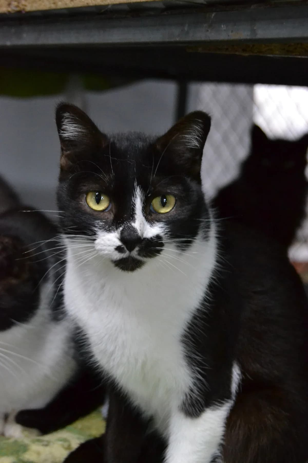 Lorry, male Mixed Breed for adoption at Proyecto Gato
