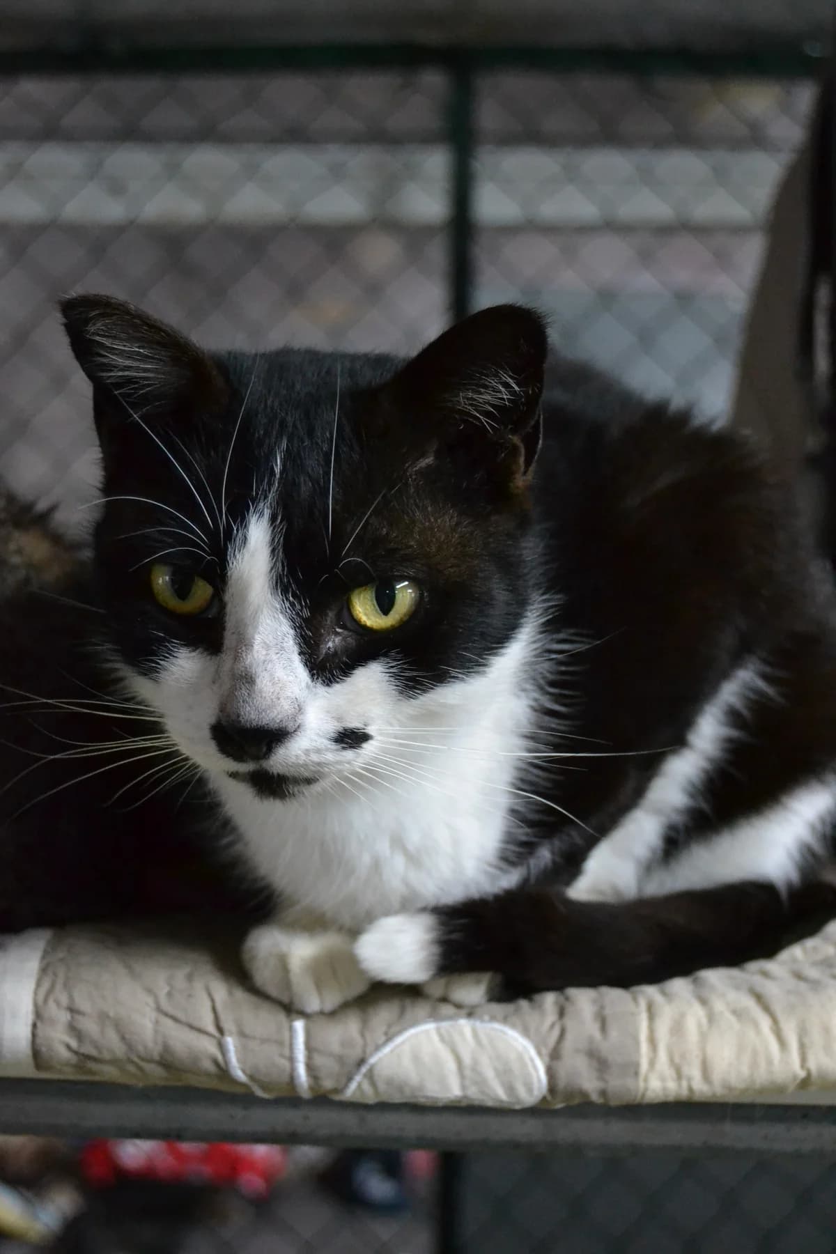 Lunar, male Mixed Breed for adoption at Proyecto Gato
