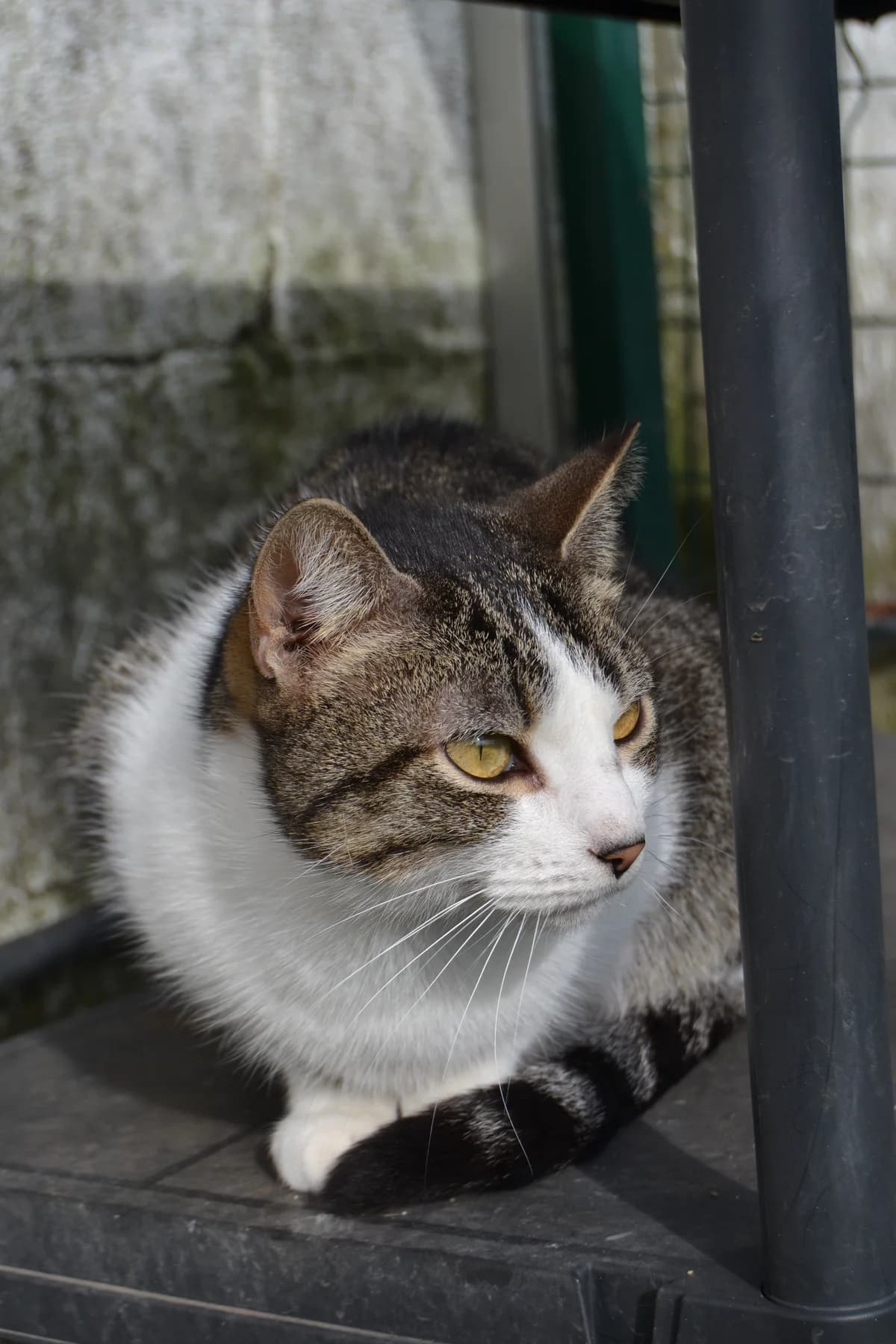 Leni, female Mixed Breed for adoption at Proyecto Gato