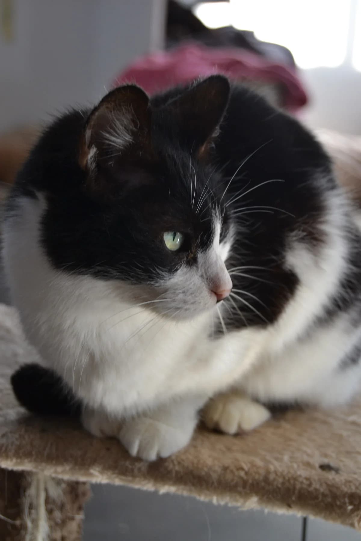 Pumuki, male Mixed Breed for adoption at Proyecto Gato