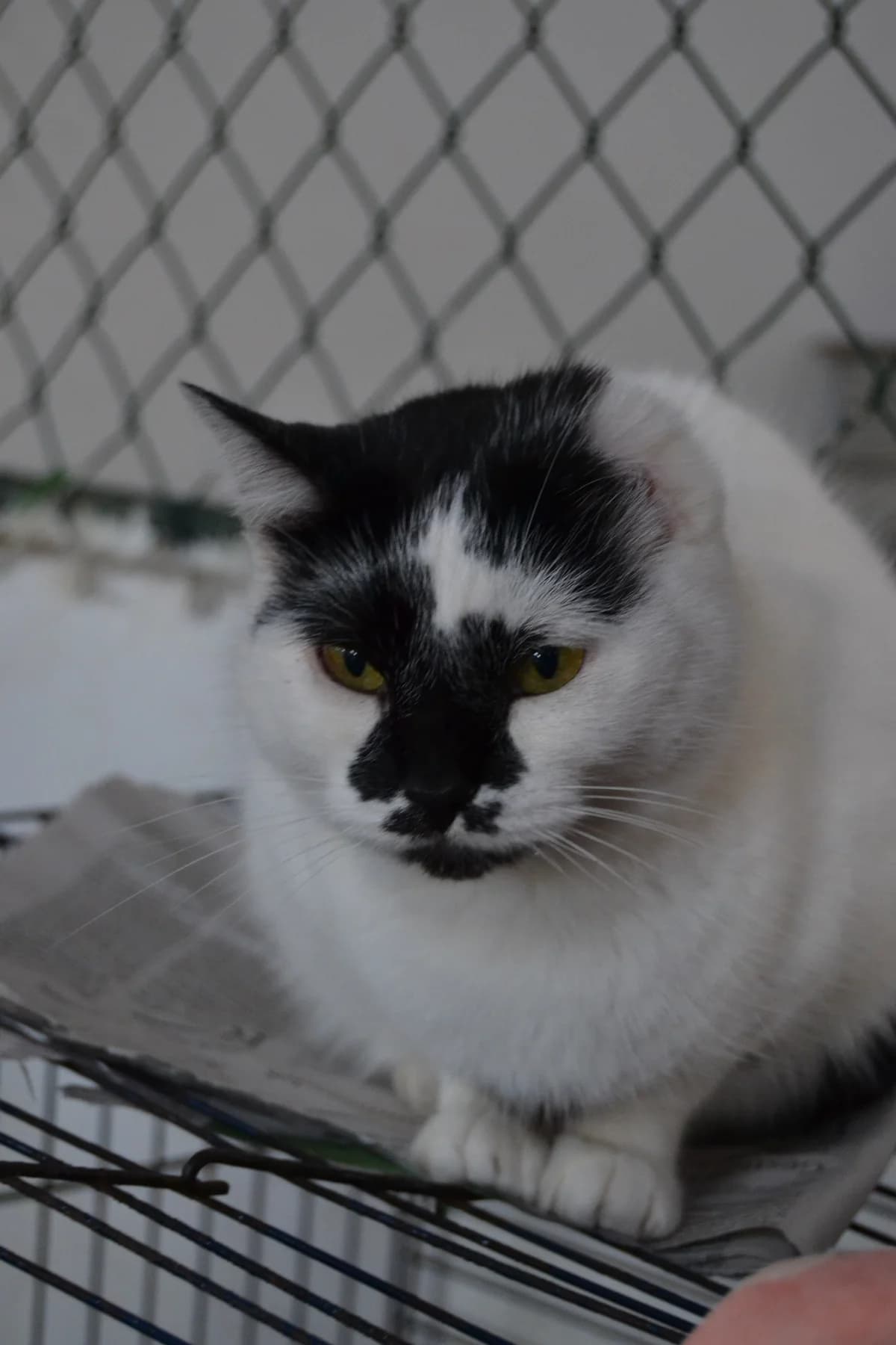 Van Gogh, female Mixed Breed for adoption at Proyecto Gato