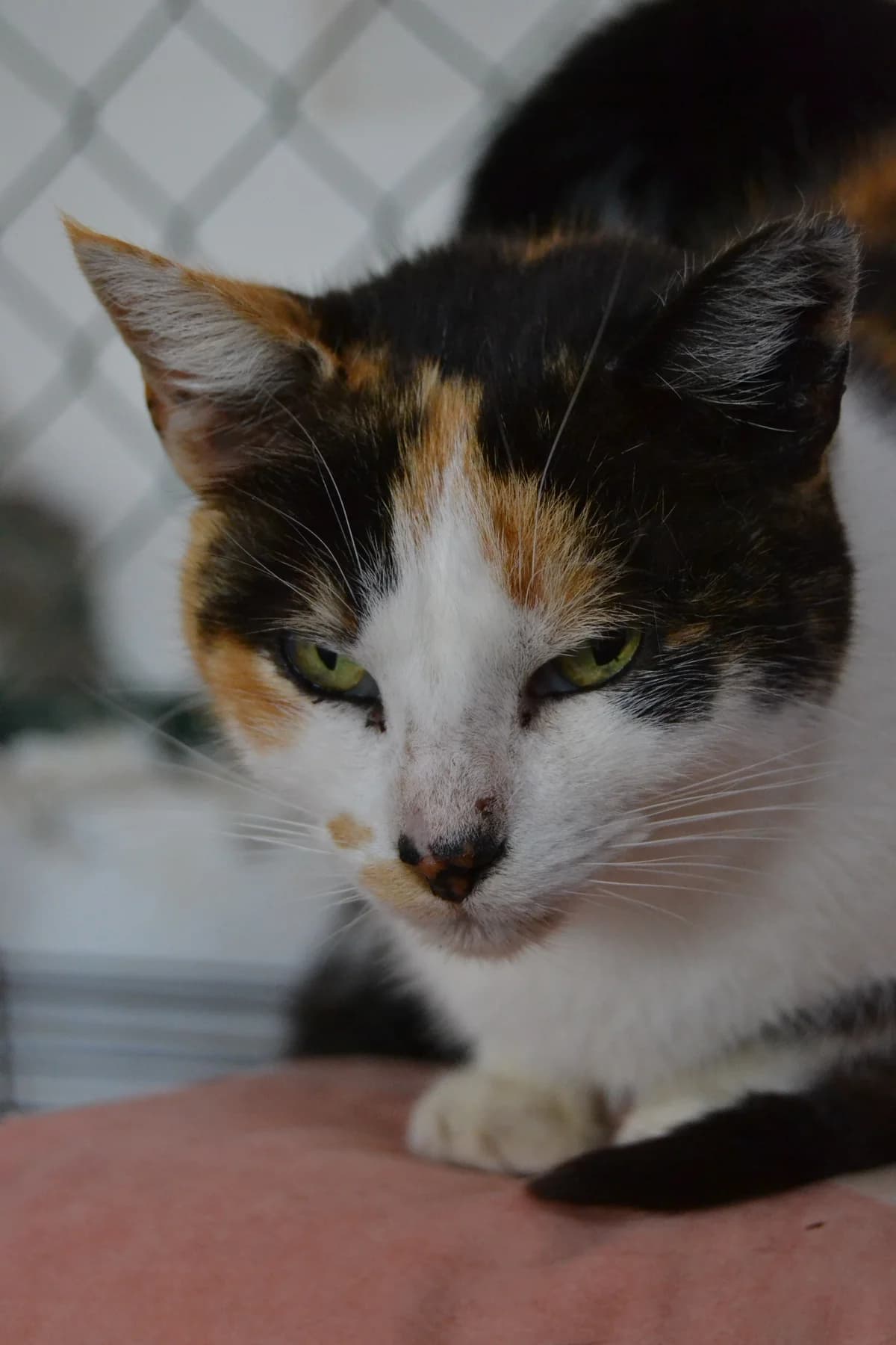 Cristina, female Mixed Breed for adoption at Proyecto Gato