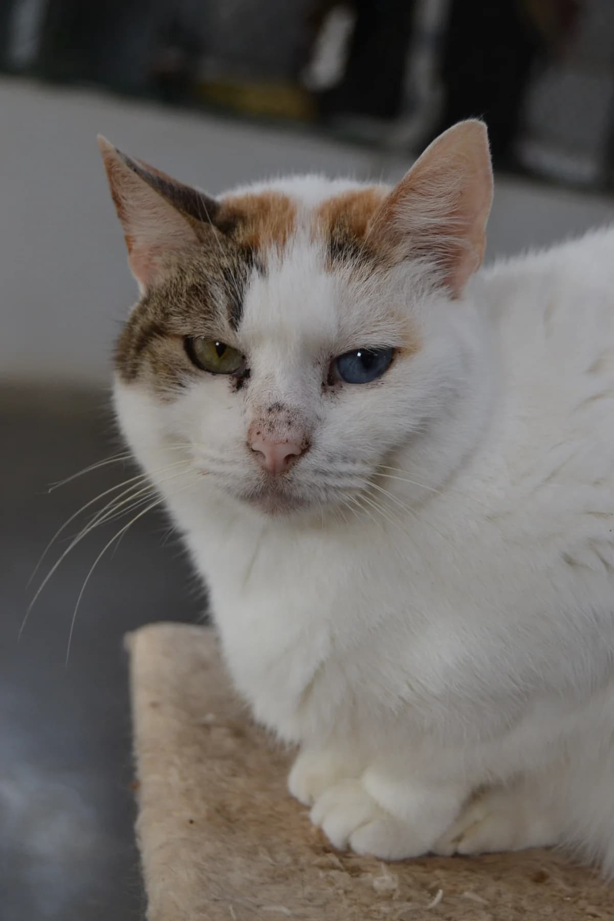 Ambi, female Mixed Breed for adoption at Proyecto Gato