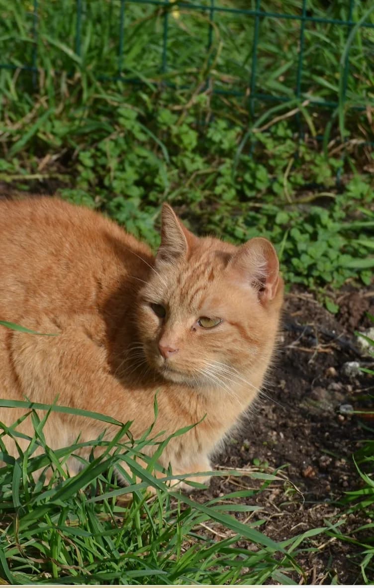 Cuco, male Mixed Breed for adoption at Proyecto Gato
