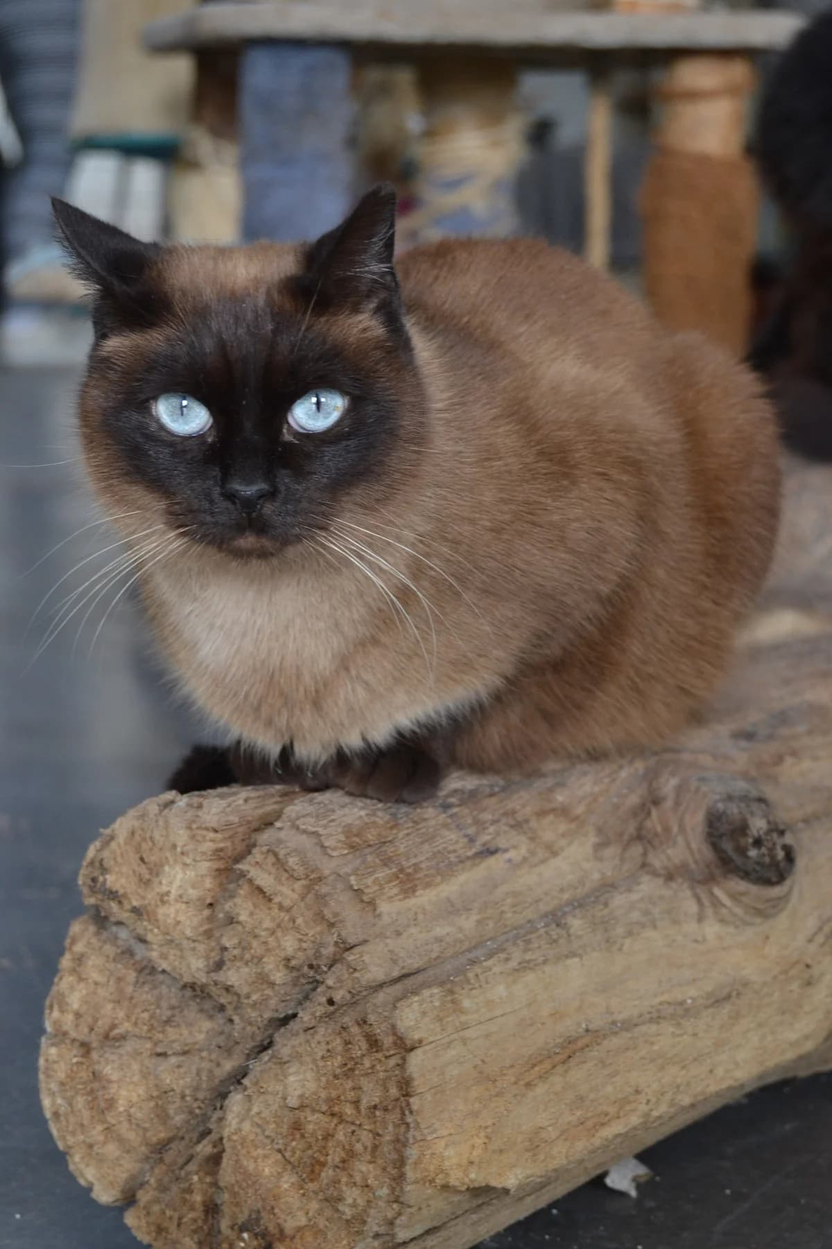 Dakota, female Mixed Breed for adoption at Proyecto Gato