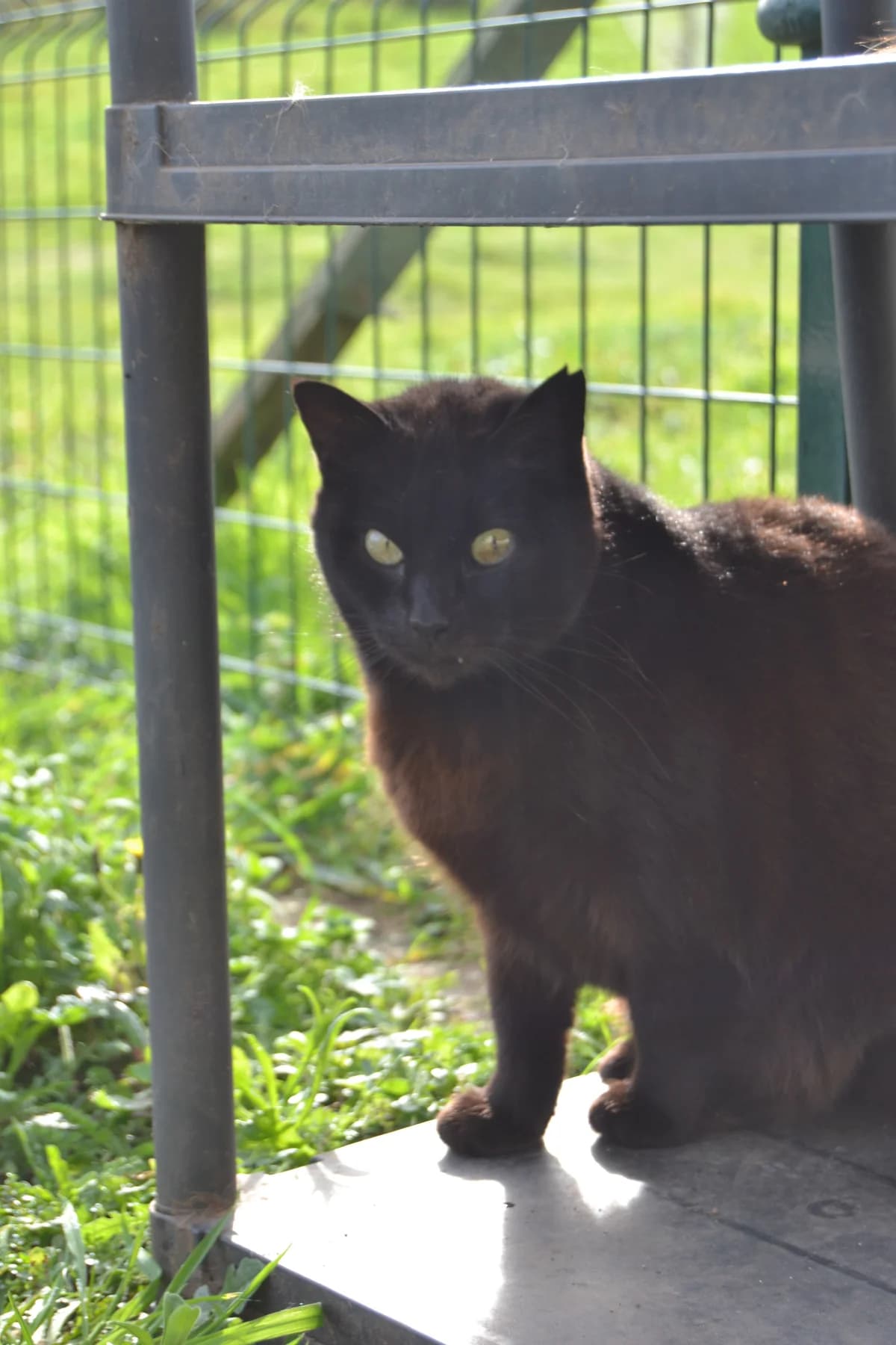 Sole, female Mixed Breed for adoption at Proyecto Gato