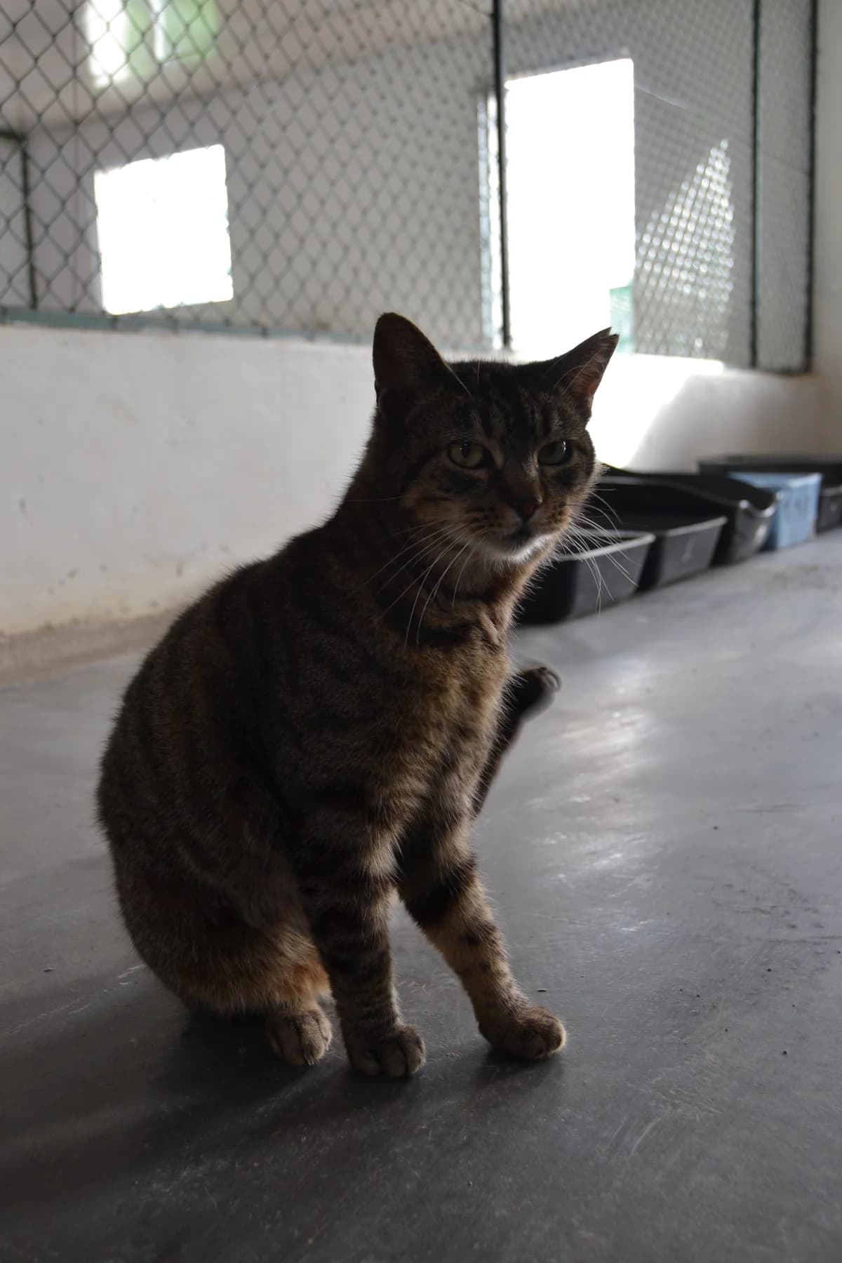 Ronda, female Mixed Breed for adoption at Proyecto Gato