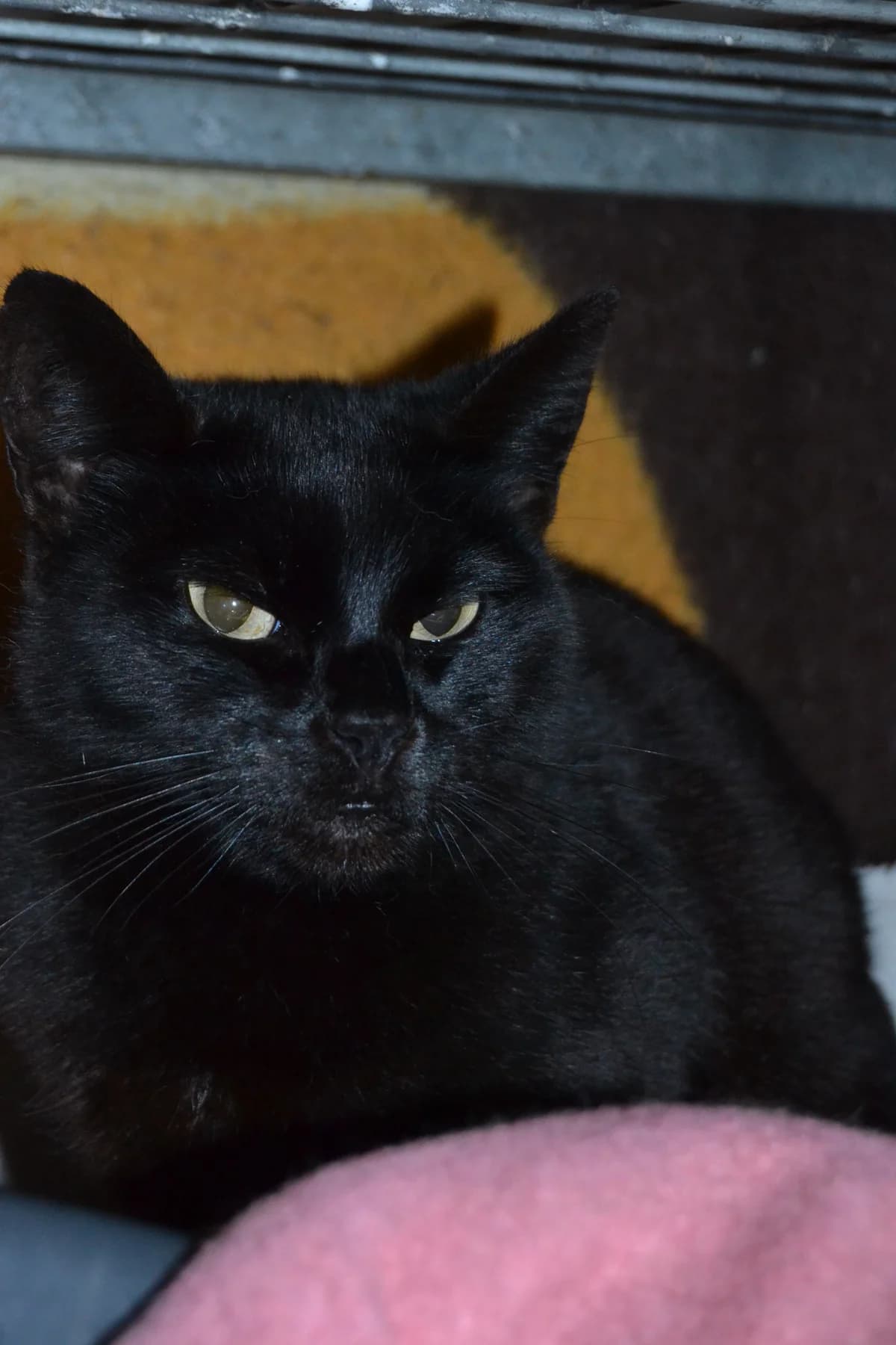 Senda, female Mixed Breed for adoption at Proyecto Gato