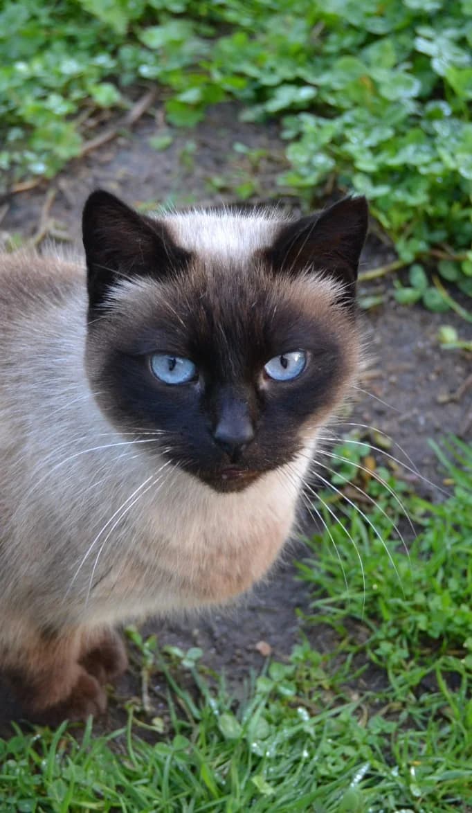 Chus, female Mixed Breed for adoption at Proyecto Gato