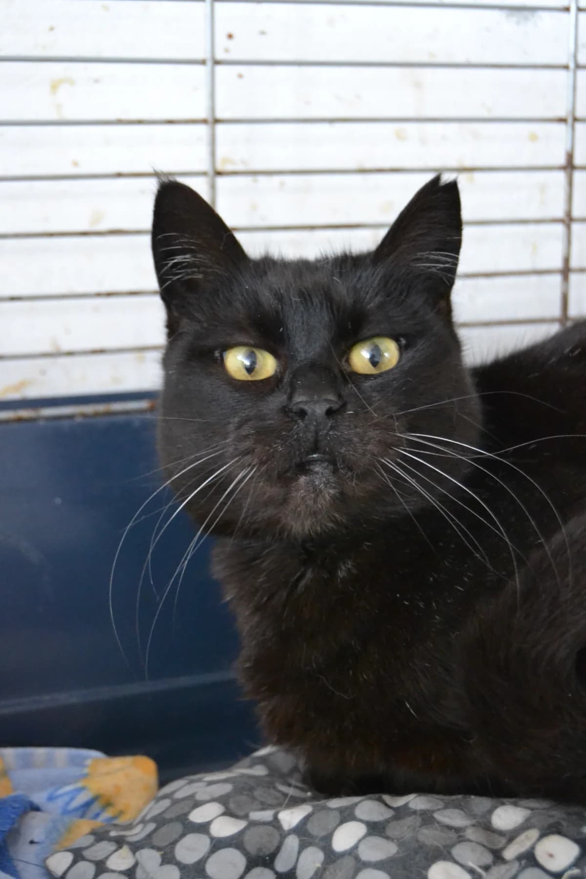Suli, female Mixed Breed for adoption at Proyecto Gato