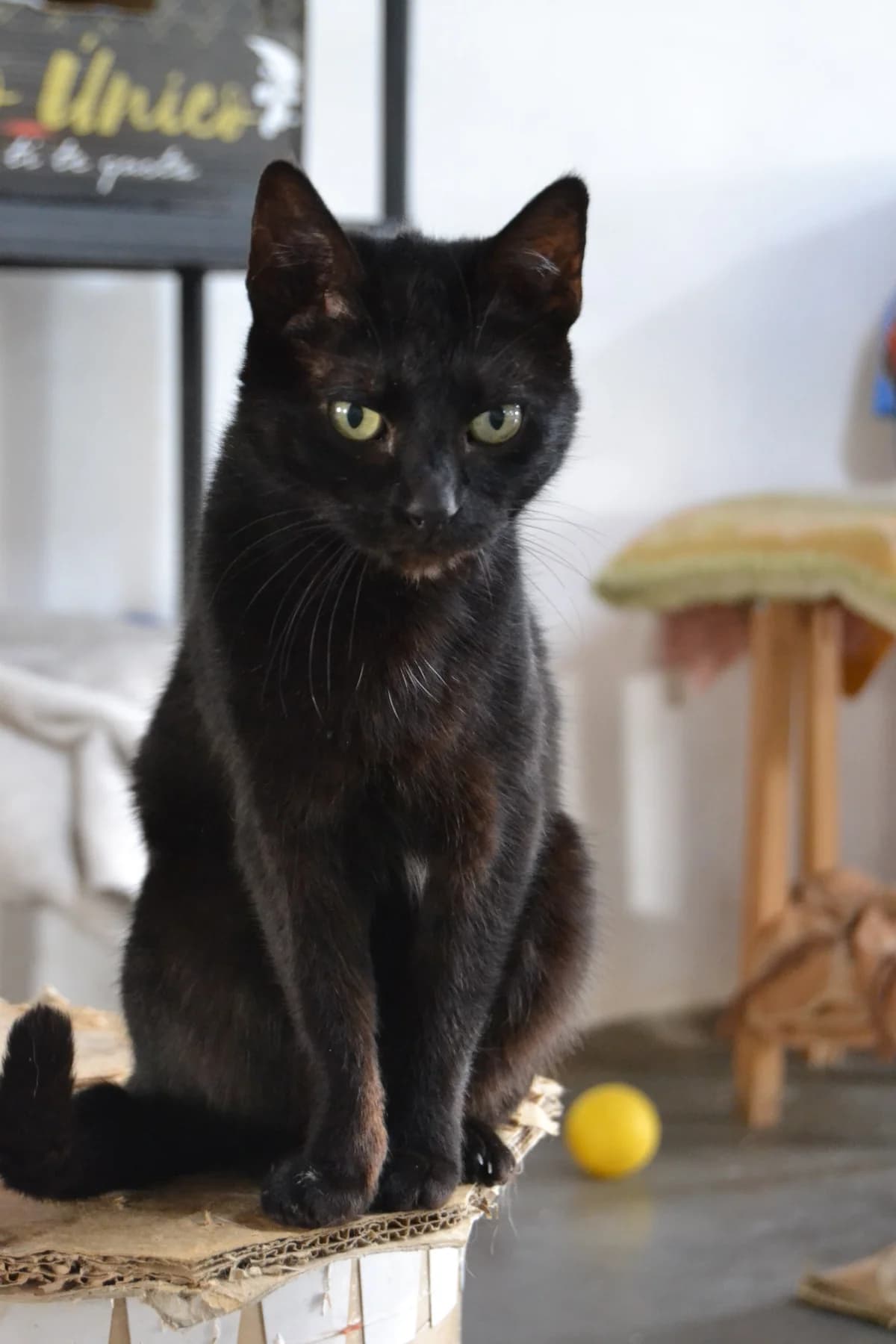 Pumita, female Mixed Breed for adoption at Proyecto Gato