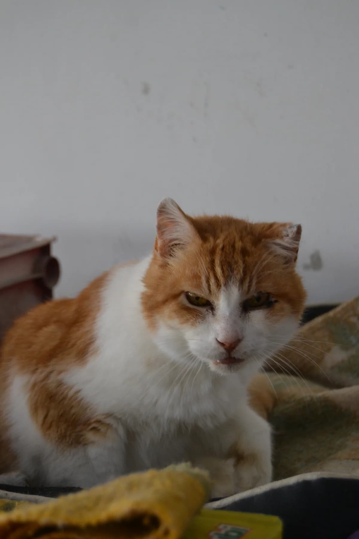 Patrick, male Mixed Breed for adoption at Proyecto Gato